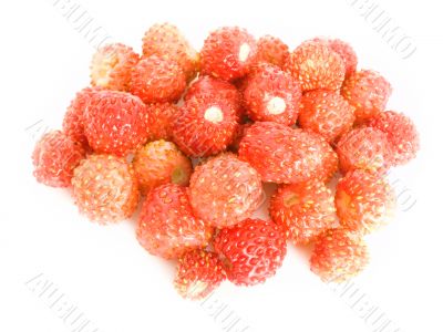 Forestry strawberries