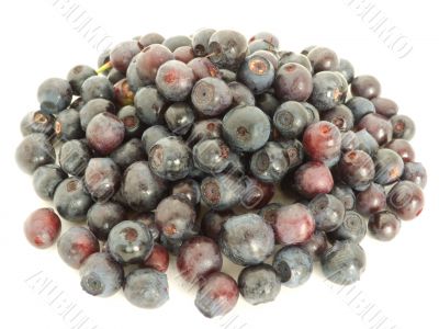 Forestry blueberries