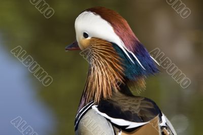Mandarin duck