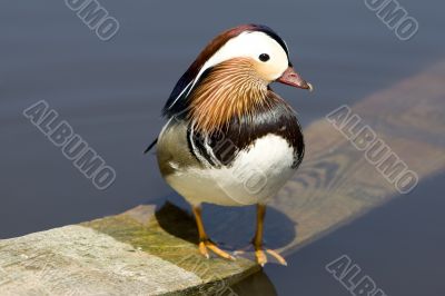 Mandarin duck