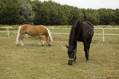two horses two horses