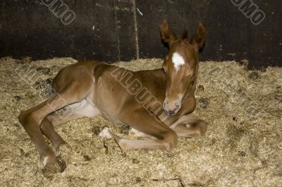 new born foal