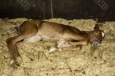 new born Foal new born Foal