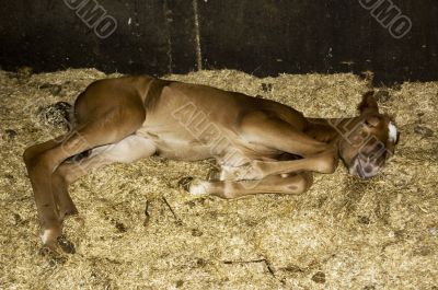 new born Foal