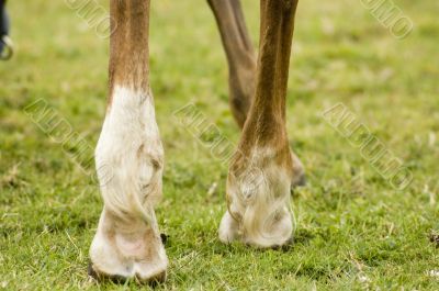 legs of a mare horse