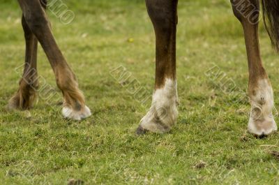 legs of a choconot mare