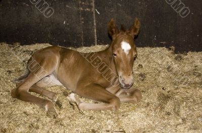 new born foal