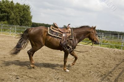 male horse with saddle on his back