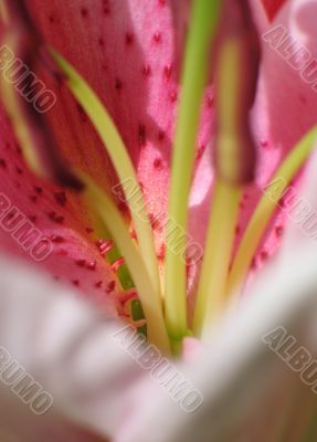 flower extreme close-up
