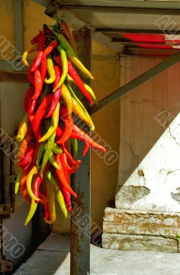 Shiny chili pepper