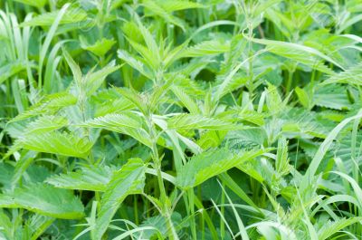 nettle nettle