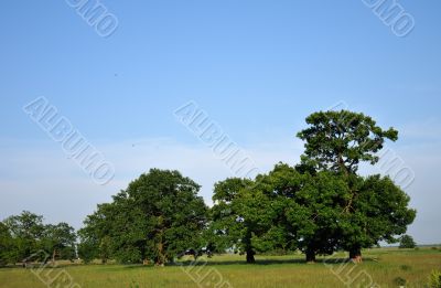 Oak in Ryazan Oak in Ryazan