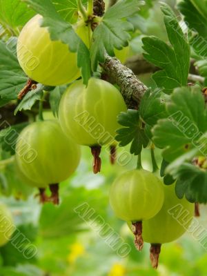 ripening gooseberries