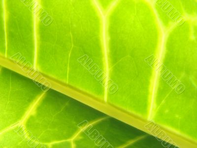 green leaf macro vains bright yellow