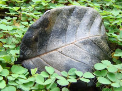 leaf green plants