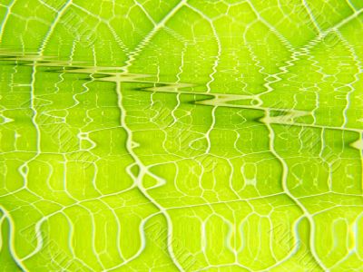 leaf macro lines