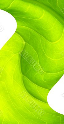 leaf macro lines twirl