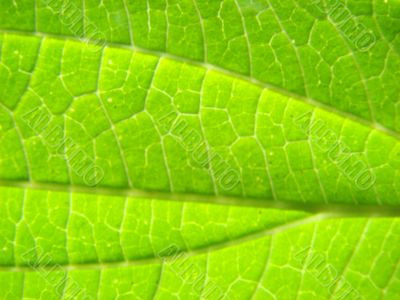 leaf macro lines