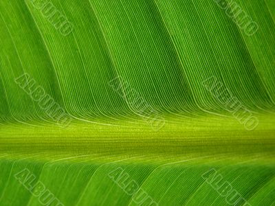 banana palm leaf green dark