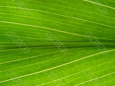 green leaf macro lines