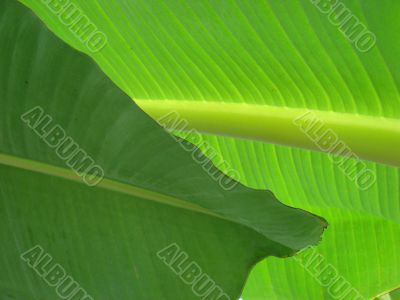 leaf macro lines