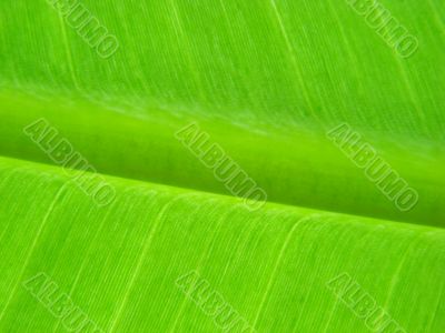 banana leaf green