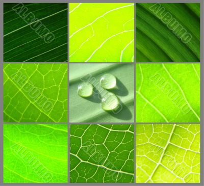 collage green leafs water drops grey
