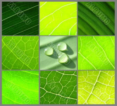 collage green leafs water drops grey collage green leafs water drops grey
