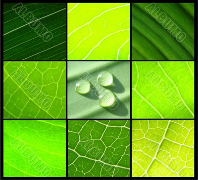 collage green leafs water drops on black collage green leafs water drops on black