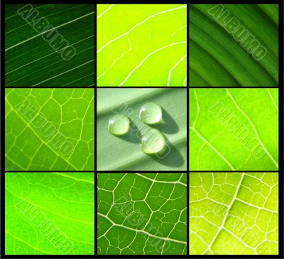 collage green leafs water drops on black