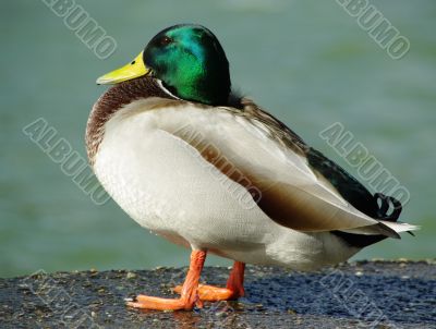 duck male