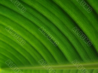 banana palm leaf green dark