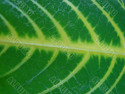 leaf macro lines