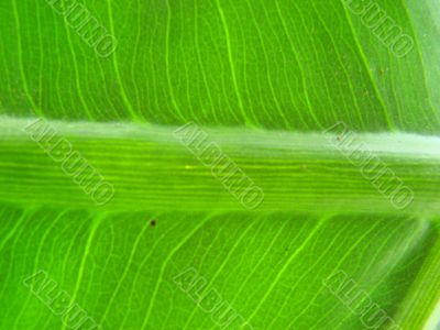 leaf macro lines