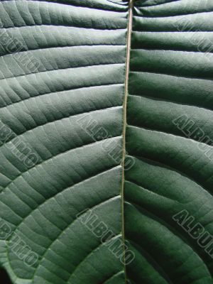 green leaf macro dark