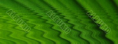 leaf macro lines
