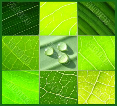 collage green leafs water drops green background