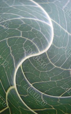 green wave lines green wave lines