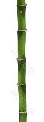 long bamboo stick long bamboo stick
