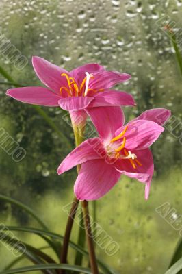 Pink flowers Pink flowers