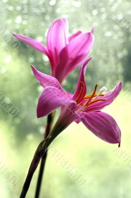 Pink flowers Pink flowers