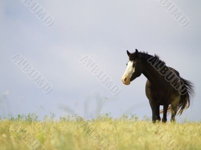 Horse alone