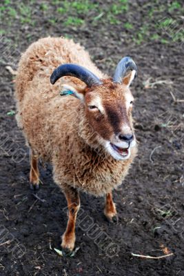 Primitive Soay Breed