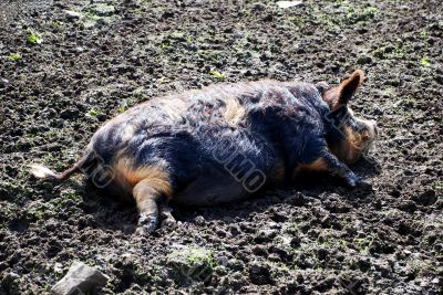 As Happy As a Pig in Muck