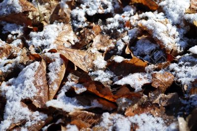 Frosted Leaves