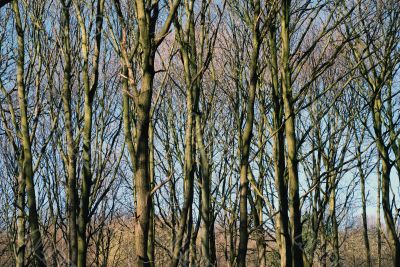 Bare Winter Trees