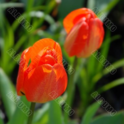 Tulips Tulips
