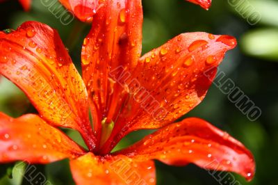 beautiful blooming orange flower