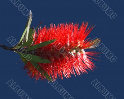 Bottle brush tree flower