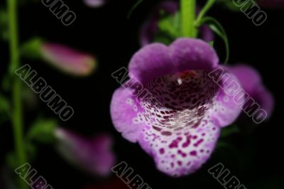 Foxglove